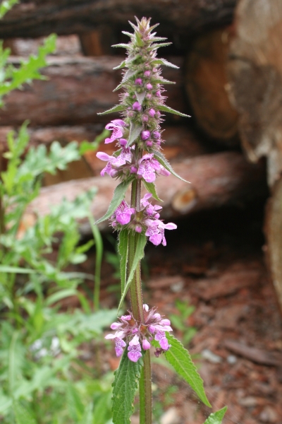 Pflanzenbild gross Alpen-Ziest - Stachys alpina