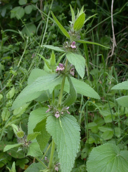 Pflanzenbild gross Alpen-Ziest - Stachys alpina
