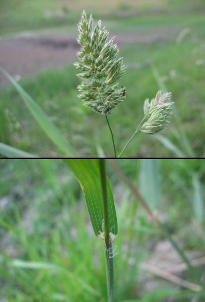 Pflanzenbild gross Wiesen-Knäuelgras - Dactylis glomerata