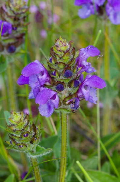 Pflanzenbild gross Grosse Brunelle - Prunella grandiflora