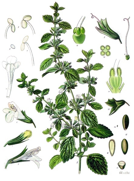 Pflanzenbild gross Zitronen-Melisse - Melissa officinalis