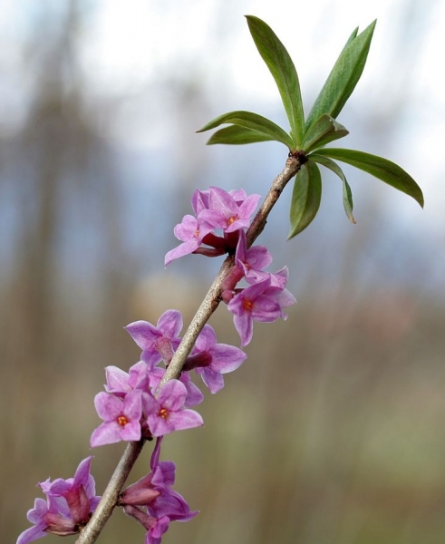 Pflanzenbild gross Echter Seidelbast - Daphne mezereum