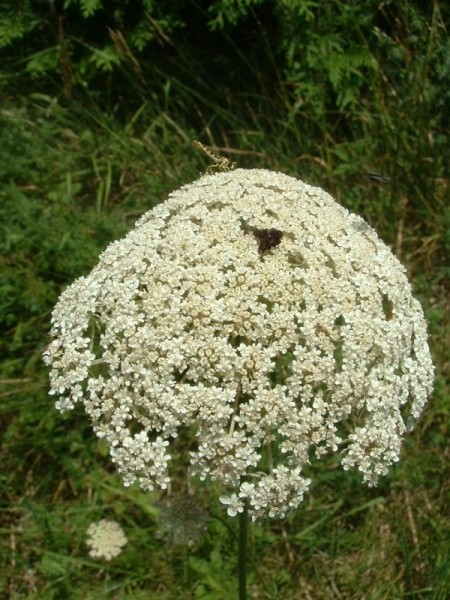 Pflanzenbild gross Wilde Möhre - Daucus carota