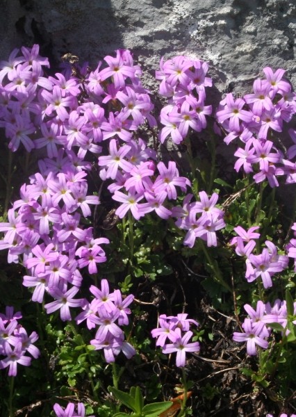 Pflanzenbild gross Leberbalsam - Erinus alpinus