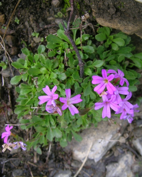 Pflanzenbild gross Leberbalsam - Erinus alpinus
