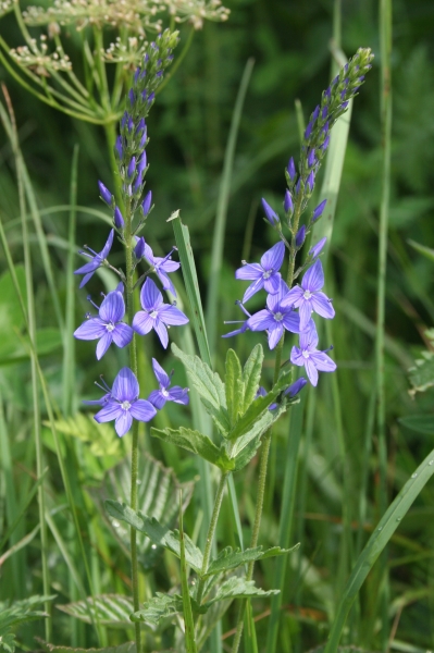 Pflanzenbild gross Grosser Ehrenpreis - Veronica teucrium