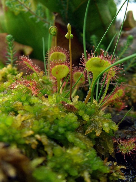 Pflanzenbild gross Rundblättriger Sonnentau - Drosera rotundifolia