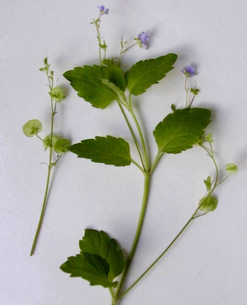Pflanzenbild gross Berg-Ehrenpreis - Veronica montana