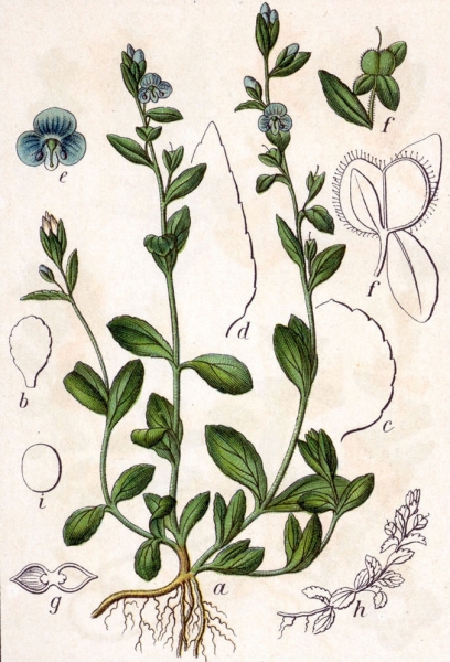 Pflanzenbild gross Gewöhnlicher Thymian-Ehrenpreis - Veronica serpyllifolia subsp. serpyllifolia