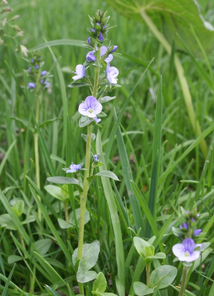 Pflanzenbild gross Gewöhnlicher Thymian-Ehrenpreis - Veronica serpyllifolia subsp. serpyllifolia
