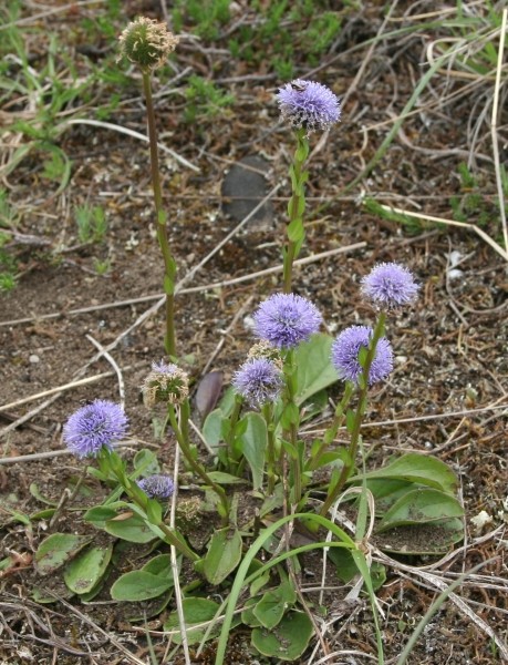 Pflanzenbild gross Gemeine Kugelblume - Globularia bisnagarica