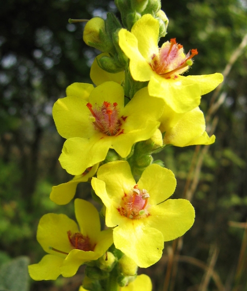Pflanzenbild gross Dunkle Königskerze - Verbascum nigrum