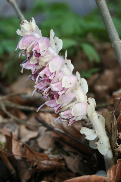 Pflanzenbild gross Schuppenwurz - Lathraea squamaria