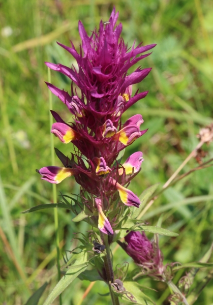 Pflanzenbild gross Acker-Wachtelweizen - Melampyrum arvense