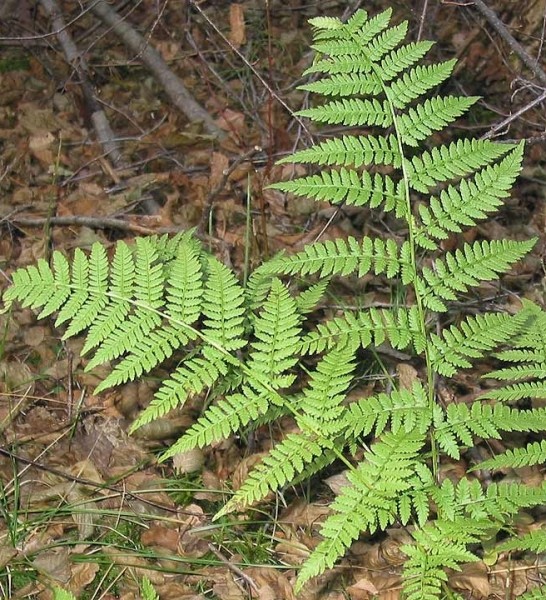 Pflanzenbild gross Dorniger Wurmfarn - Dryopteris carthusiana