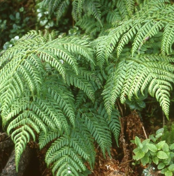 Pflanzenbild gross Breiter Wurmfarn - Dryopteris dilatata