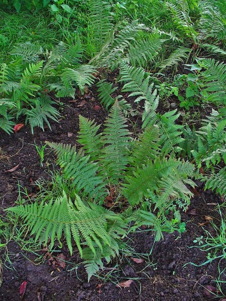 Pflanzenbild gross Echter Wurmfarn - Dryopteris filix-mas
