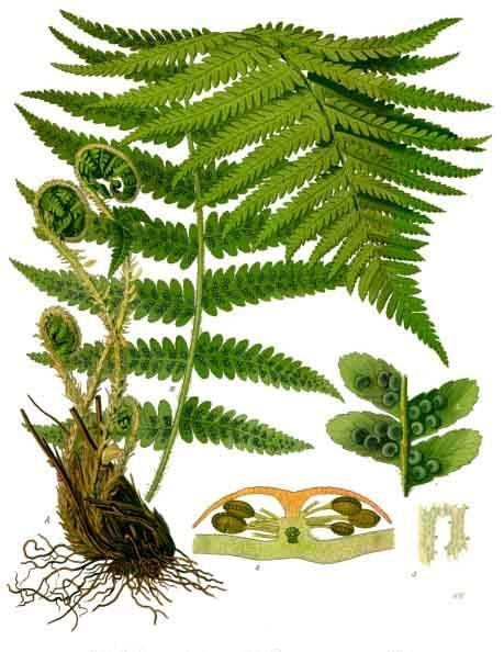 Pflanzenbild gross Echter Wurmfarn - Dryopteris filix-mas