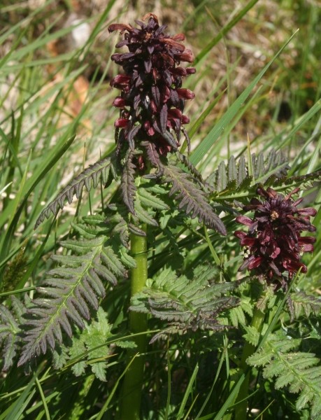 Pflanzenbild gross Gestutztes Läusekraut - Pedicularis recutita
