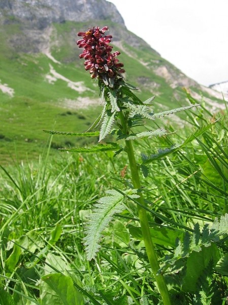 Pflanzenbild gross Gestutztes Läusekraut - Pedicularis recutita