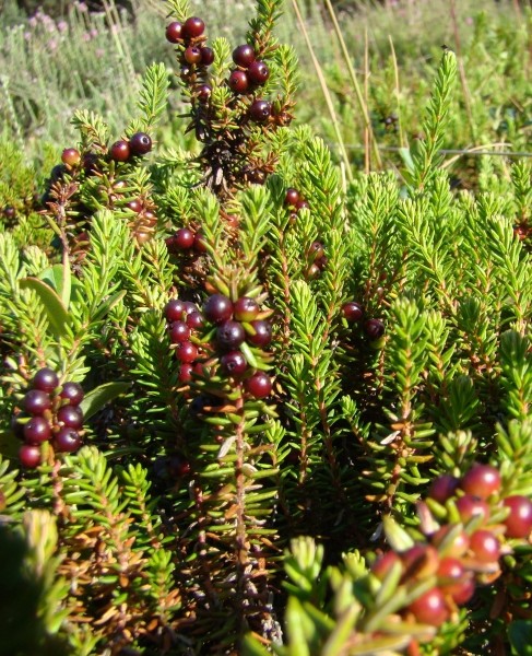 Pflanzenbild gross Zwittrige Krähenbeere - Empetrum nigrum subsp. hermaphroditum