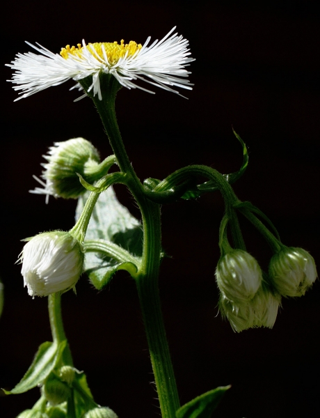 Pflanzenbild gross Einjähriges Berufkraut - Erigeron annuus