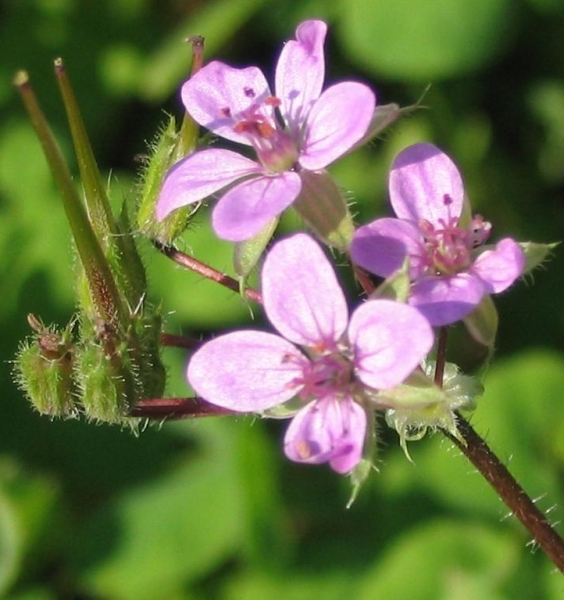 Pflanzenbild gross Gemeiner Reiherschnabel - Erodium cicutarium