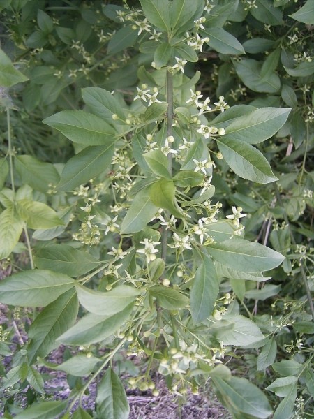 Pflanzenbild gross Gemeines Pfaffenhütchen - Euonymus europaeus