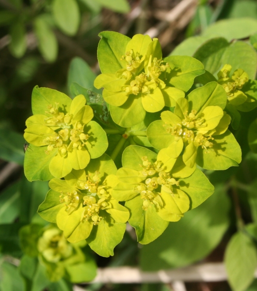 Pflanzenbild gross Warzige Wolfsmilch - Euphorbia verrucosa
