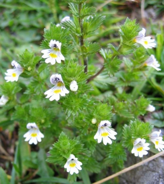 Pflanzenbild gross Wiesen-Augentrost - Euphrasia rostkoviana
