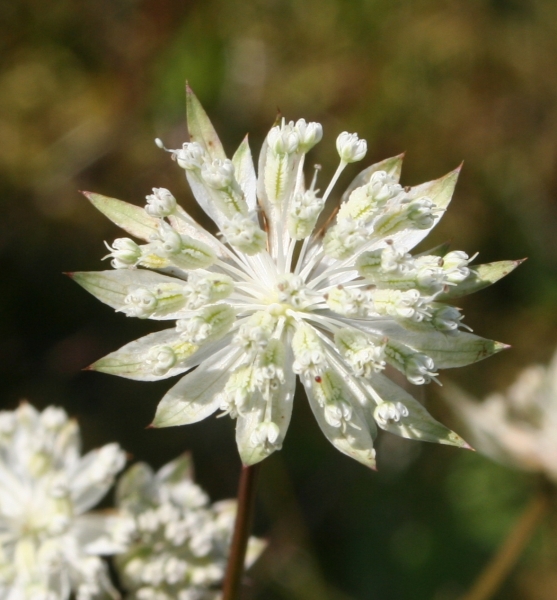 Pflanzenbild gross Kleine Sterndolde - Astrantia minor