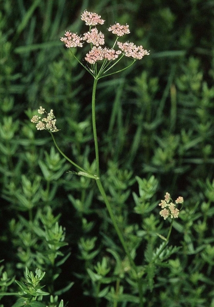 Pflanzenbild gross Grosse Bibernelle - Pimpinella major