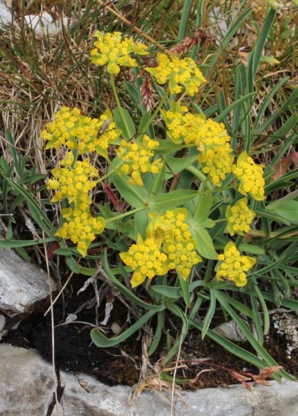Pflanzenbild gross Gewöhnliches Hahnenfuss-Hasenohr - Bupleurum ranunculoides subsp. ranunculoides