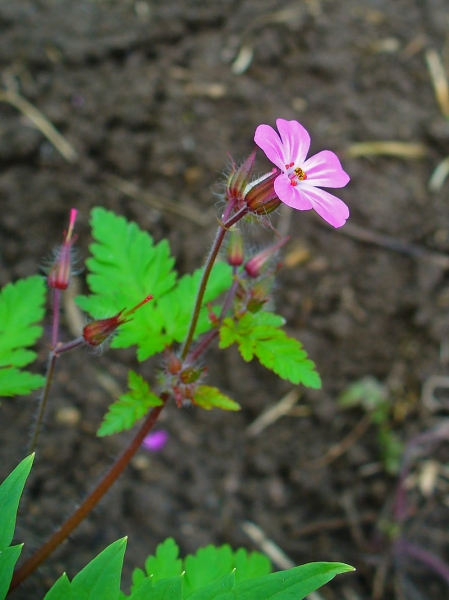 Pflanzenbild gross Stinkender Storchschnabel - Geranium robertianum