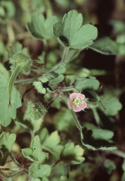 Pflanzenbild gross Rundblättriger Storchschnabel - Geranium rotundifolium