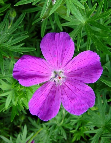 Pflanzenbild gross Blutroter Storchschnabel - Geranium sanguineum