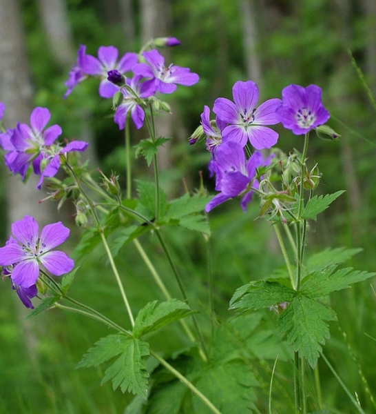 Pflanzenbild gross Wald-Storchschnabel - Geranium sylvaticum