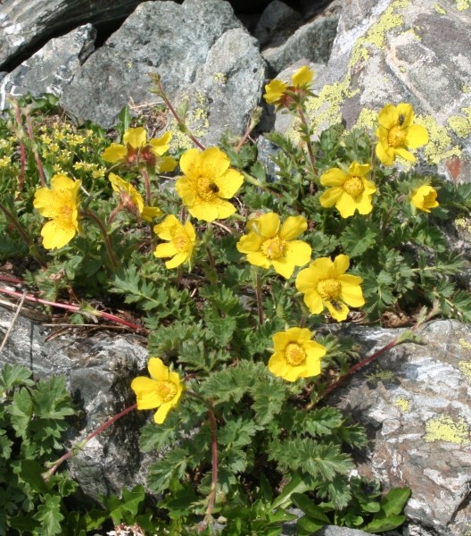 Pflanzenbild gross Kriechende Nelkenwurz - Geum reptans