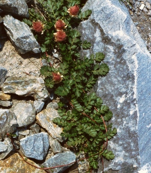 Pflanzenbild gross Kriechende Nelkenwurz - Geum reptans