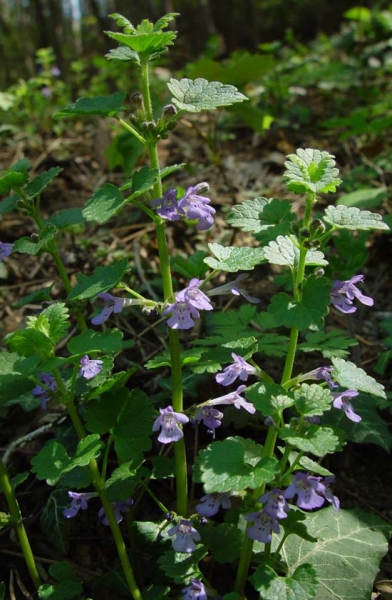 Pflanzenbild gross Gundelrebe - Glechoma hederacea