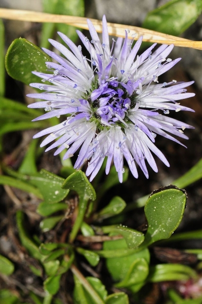 Pflanzenbild gross Herzblättrige Kugelblume - Globularia cordifolia