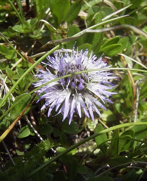 Pflanzenbild gross Herzblättrige Kugelblume - Globularia cordifolia