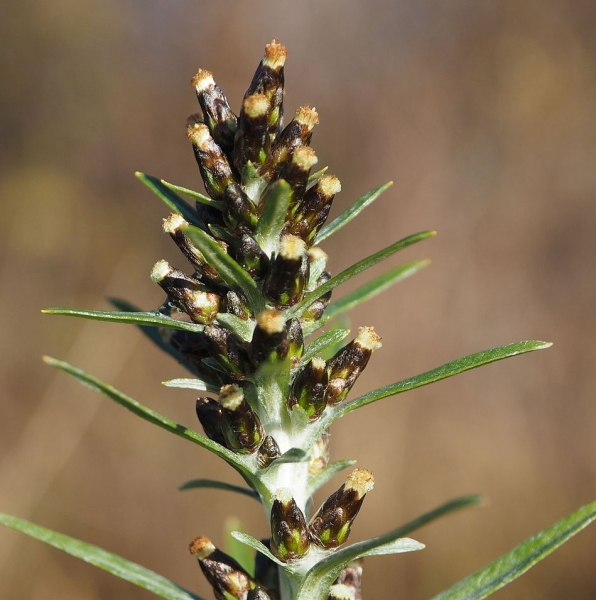 Pflanzenbild gross Wald-Ruhrkraut - Gnaphalium sylvaticum