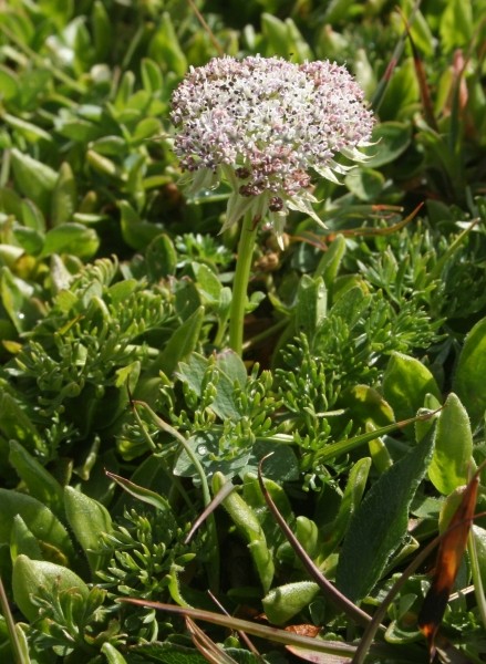 Pflanzenbild gross Zwerg-Liebstock - Ligusticum mutellinoides