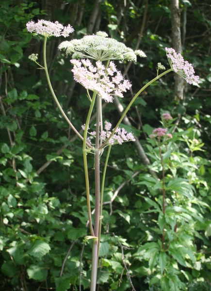 Pflanzenbild gross Wilde Brustwurz - Angelica sylvestris