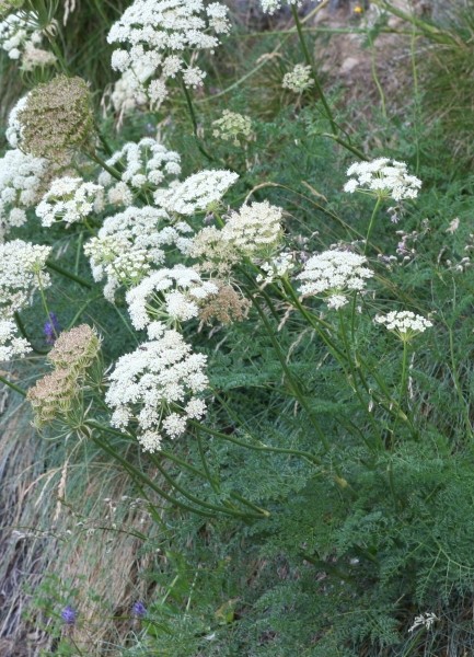 Pflanzenbild gross Hallers Laserkraut - Laserpitium halleri