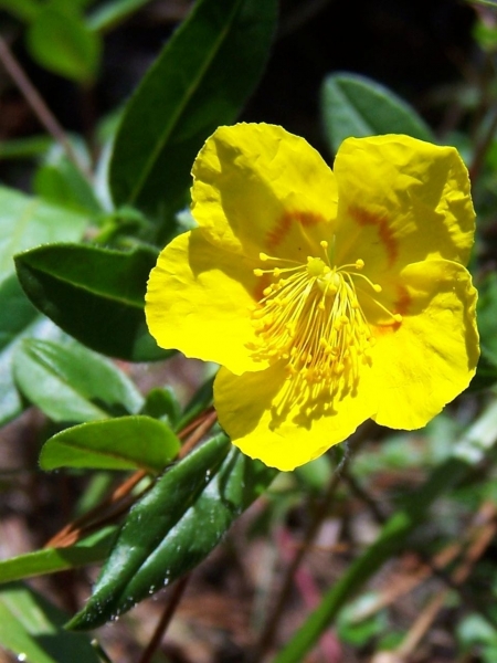 Pflanzenbild gross Gemeines Sonnenröschen - Helianthemum nummularium