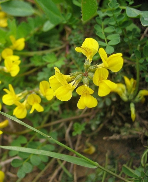 Pflanzenbild gross Schopfiger Hufeisenklee - Hippocrepis comosa