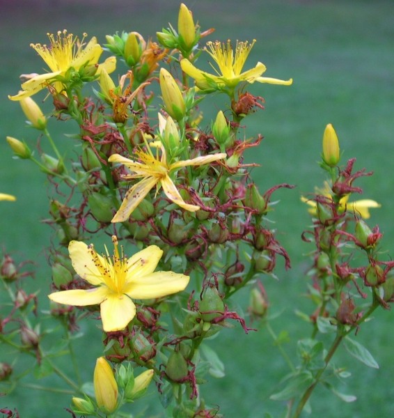 Pflanzenbild gross Echtes Johanniskraut - Hypericum perforatum