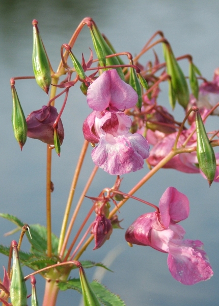 Pflanzenbild gross Drüsiges Springkraut - Impatiens glandulifera